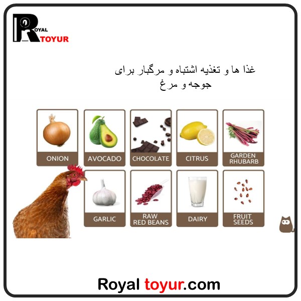غذاهای ممنوعه برای مرغ و جوجه
